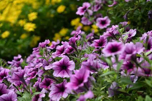 Beautiful Flowers Grass Beds Cameron Highlands Malaysia — Stock Photo, Image