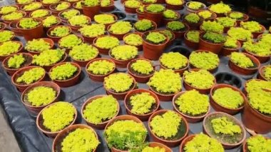 Cameron Highlands Malezya 'sının Güzel Çiçek ve Çimen Yatakları