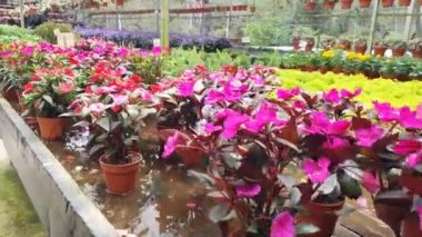 Cameron Highlands Malezya 'sının Güzel Çiçek ve Çimen Yatakları