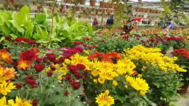 Cameron Highlands Malezya 'sının Güzel Çiçek ve Çimen Yatakları