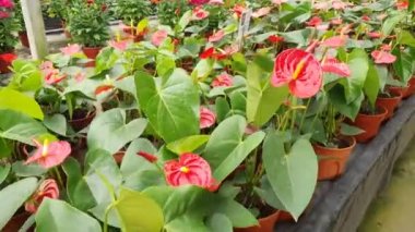 Cameron Highlands Malezya 'sının Güzel Çiçek ve Çimen Yatakları