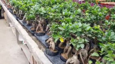 Cameron Highlands Malezya 'sının Güzel Çiçek ve Çimen Yatakları