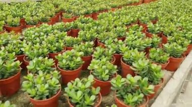 Cameron Highlands Malezya 'sının Güzel Çiçek ve Çimen Yatakları