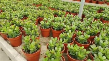 Cameron Highlands Malezya 'sının Güzel Çiçek ve Çimen Yatakları