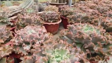 Cameron Highlands Malezya 'sının Güzel Çiçek ve Çimen Yatakları