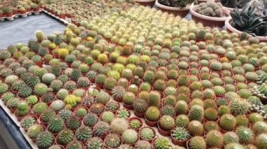 Cameron Highlands Malezya 'sının Güzel Çiçek ve Çimen Yatakları