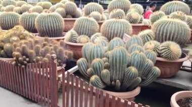 Cameron Highlands Malezya 'sının Güzel Çiçek ve Çimen Yatakları