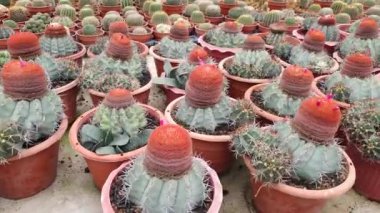 Cameron Highlands Malezya 'sının Güzel Çiçek ve Çimen Yatakları