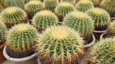 Cameron Highlands Malezya 'sının Güzel Çiçek ve Çimen Yatakları