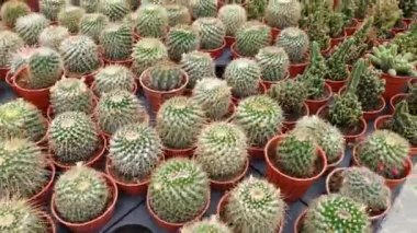 Cameron Highlands Malezya 'sının Güzel Çiçek ve Çimen Yatakları