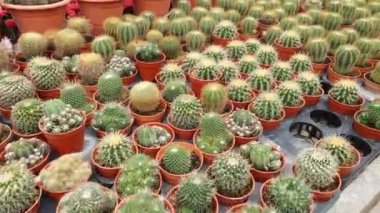 Cameron Highlands Malezya 'sının Güzel Çiçek ve Çimen Yatakları