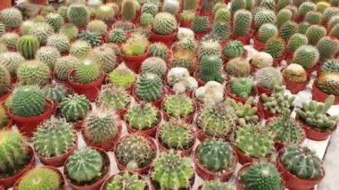 Cameron Highlands Malezya 'sının Güzel Çiçek ve Çimen Yatakları