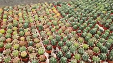 Cameron Highlands Malezya 'sının Güzel Çiçek ve Çimen Yatakları