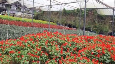 Cameron Highlands Malezya 'sının Güzel Çiçek ve Çimen Yatakları