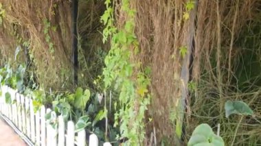 Cameron Highlands Malezya 'sının Güzel Çiçek ve Çimen Yatakları