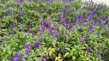 Cameron Highlands Malezya 'sının Güzel Çiçek ve Çimen Yatakları