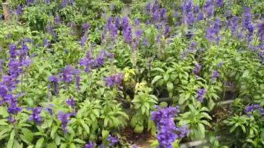 Cameron Highlands Malezya 'sının Güzel Çiçek ve Çimen Yatakları