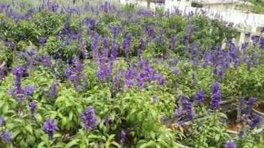 Cameron Highlands Malezya 'sının Güzel Çiçek ve Çimen Yatakları
