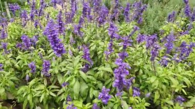 Cameron Highlands Malezya 'sının Güzel Çiçek ve Çimen Yatakları