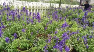 Cameron Highlands Malezya 'sının Güzel Çiçek ve Çimen Yatakları