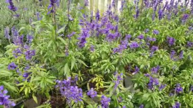 Cameron Highlands Malezya 'sının Güzel Çiçek ve Çimen Yatakları