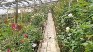 Cameron Highlands Malezya 'sının Güzel Çiçek ve Çimen Yatakları