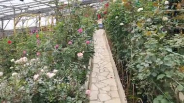 Cameron Highlands Malezya 'sının Güzel Çiçek ve Çimen Yatakları