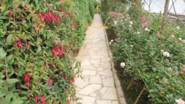 Cameron Highlands Malezya 'sının Güzel Çiçek ve Çimen Yatakları