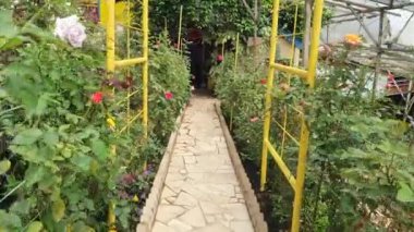 Cameron Highlands Malezya 'sının Güzel Çiçek ve Çimen Yatakları