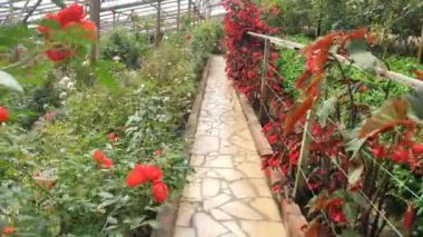 Cameron Highlands Malezya 'sının Güzel Çiçek ve Çimen Yatakları