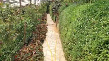 Cameron Highlands Malezya 'sının Güzel Çiçek ve Çimen Yatakları