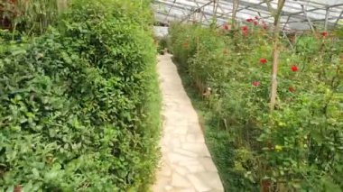 Cameron Highlands Malezya 'sının Güzel Çiçek ve Çimen Yatakları