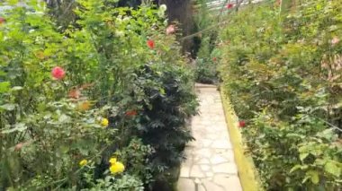 Cameron Highlands Malezya 'sının Güzel Çiçek ve Çimen Yatakları