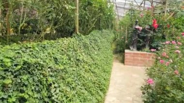 Cameron Highlands Malezya 'sının Güzel Çiçek ve Çimen Yatakları