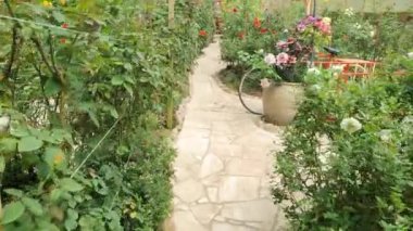 Cameron Highlands Malezya 'sının Güzel Çiçek ve Çimen Yatakları