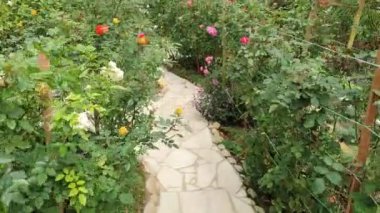 Cameron Highlands Malezya 'sının Güzel Çiçek ve Çimen Yatakları