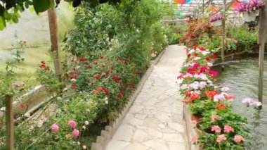 Cameron Highlands Malezya 'sının Güzel Çiçek ve Çimen Yatakları