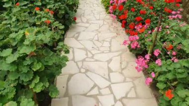 Cameron Highlands Malezya 'sının Güzel Çiçek ve Çimen Yatakları