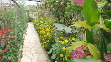 Cameron Highlands Malezya 'sının Güzel Çiçek ve Çimen Yatakları