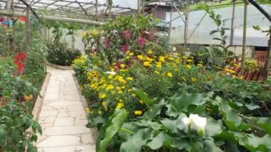 Cameron Highlands Malezya 'sının Güzel Çiçek ve Çimen Yatakları