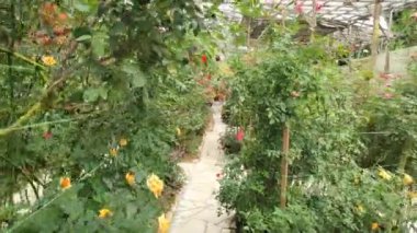 Cameron Highlands Malezya 'sının Güzel Çiçek ve Çimen Yatakları