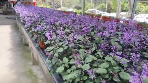Piękne Kwiaty Trawiaste Łóżka Cameron Highlands Malezja — Wideo stockowe