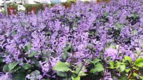 Die Schönen Blumen Und Grasbeete Der Cameron Highlands Malaysia — Stockvideo