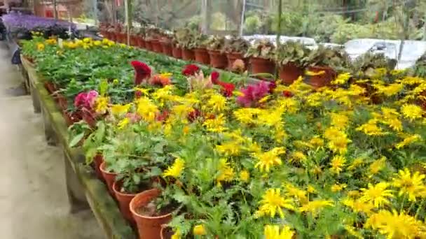 Die Schönen Blumen Und Grasbeete Der Cameron Highlands Malaysia — Stockvideo