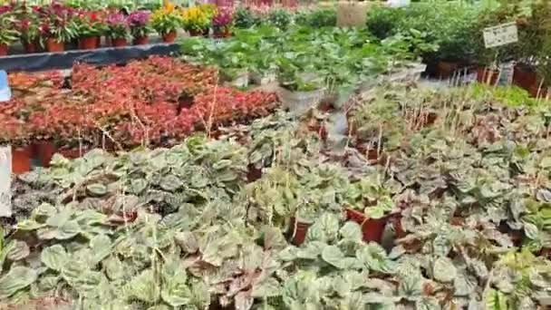 Vackra Blommor Och Gräs Sängar Cameron Highlands Malaysia — Stockvideo