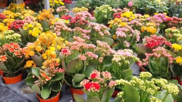 Beautiful Flowers Grass Beds Cameron Highlands Malaysia — Stok Video