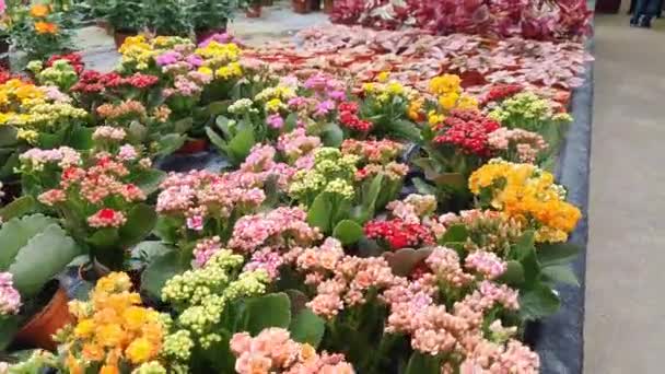马来西亚卡梅隆高地美丽的花朵和草床 — 图库视频影像