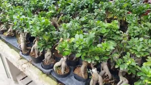 Прекрасні Квіти Стебла Гір Камерон Малайзія — стокове відео