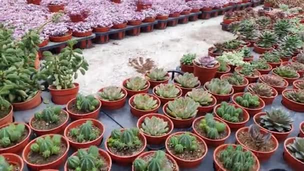 Vackra Blommor Och Gräs Sängar Cameron Highlands Malaysia — Stockvideo