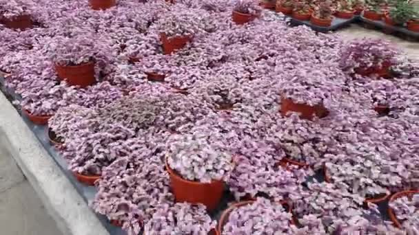 Flori Frumoase Paturi Iarbă Din Cameron Highlands Malaezia — Videoclip de stoc